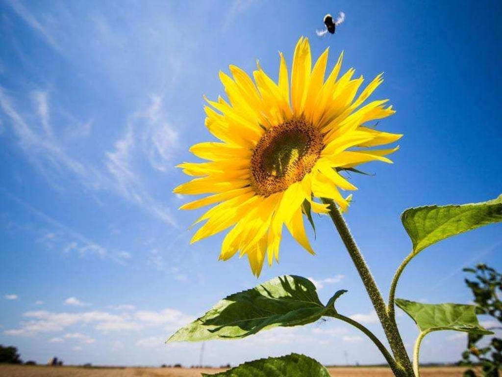 Bei viel Sonnenschein mit sommerlichen Temperaturen, fliegt eine Hummel zu einer Sonnenblume. Foto: Christoph Schmidt/Archiv