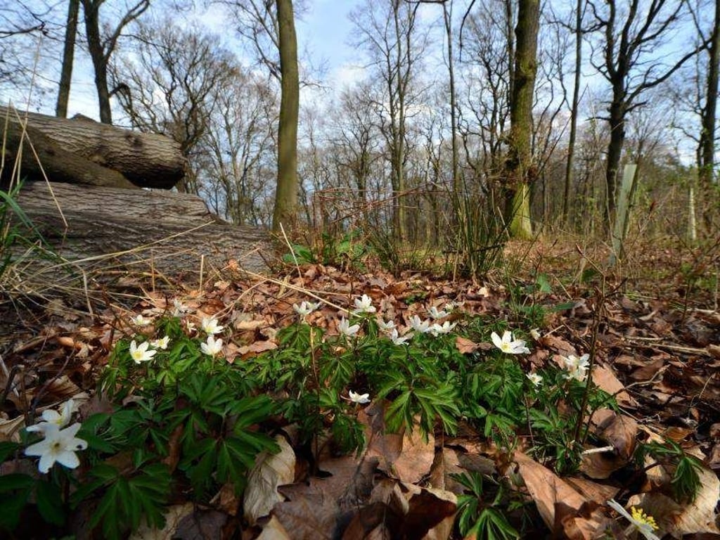 Im Rahmen eines Naturschutzprojektes soll der Wald verwildern. Foto: Martin Schutt/Archiv