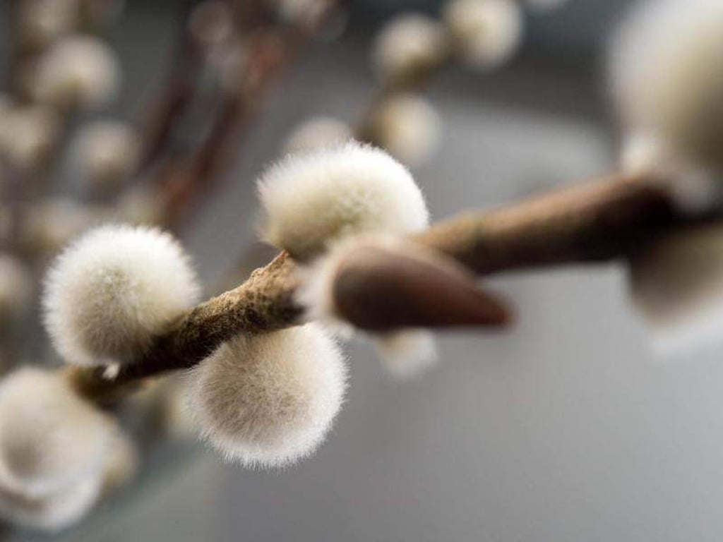 Die Blüten von Weiden sind kleine, flauschige Bälle - auch Weidenkätzchen genannt. An Palmsonntag werden Zweige damit zur Weihe in die Kirche gebracht. Foto: Andrea Warnecke