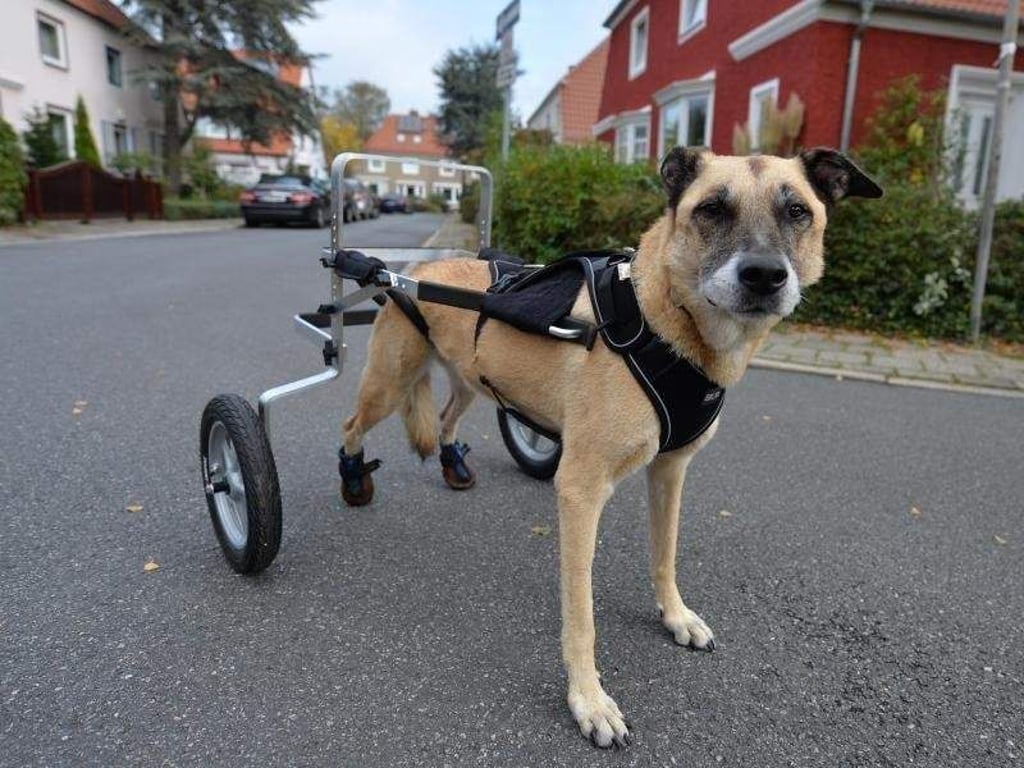 Sieht ungewöhnlich aus, aber Hunde kommen mit einem Rollstuhl gut zurecht. Foto: Carmen Jaspersen
