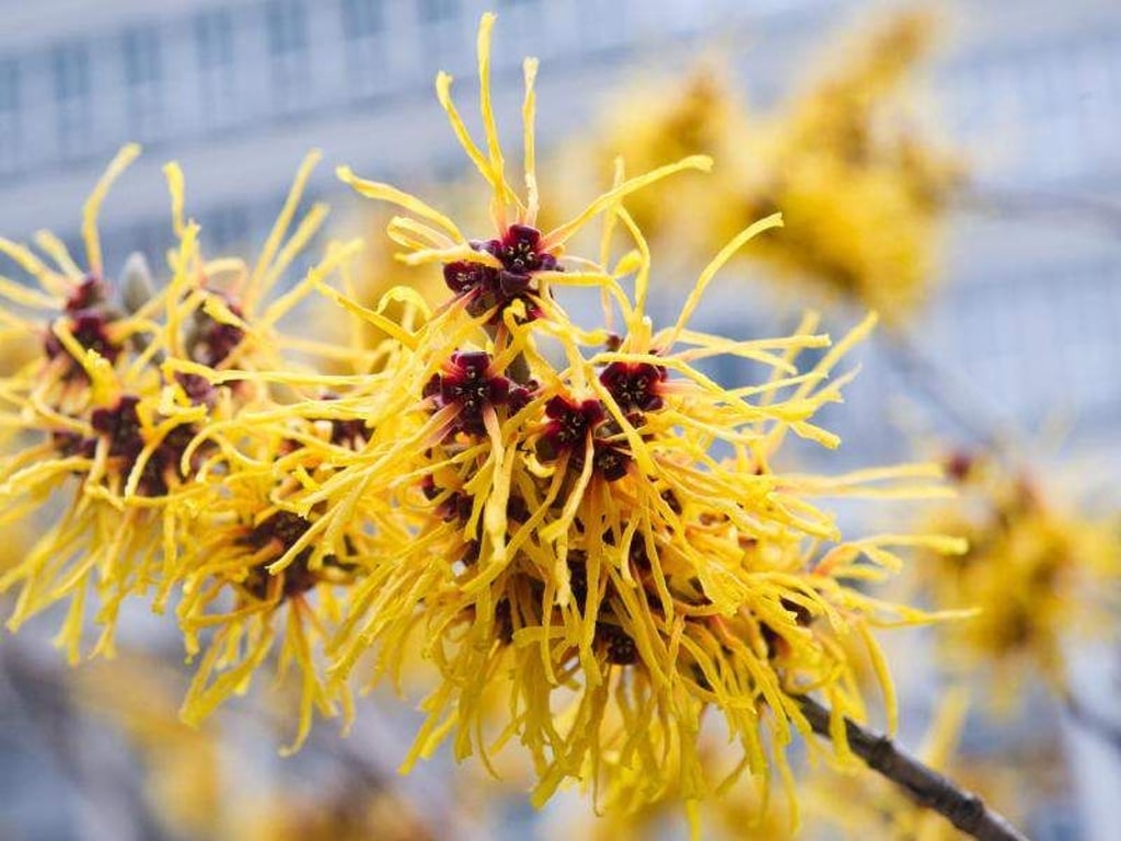 An grauen Wintertagen haben die Blüten der Zaubernuss (Hamamelis) eine besonders schöne Strahlkraft. Foto: Andrea Warnecke