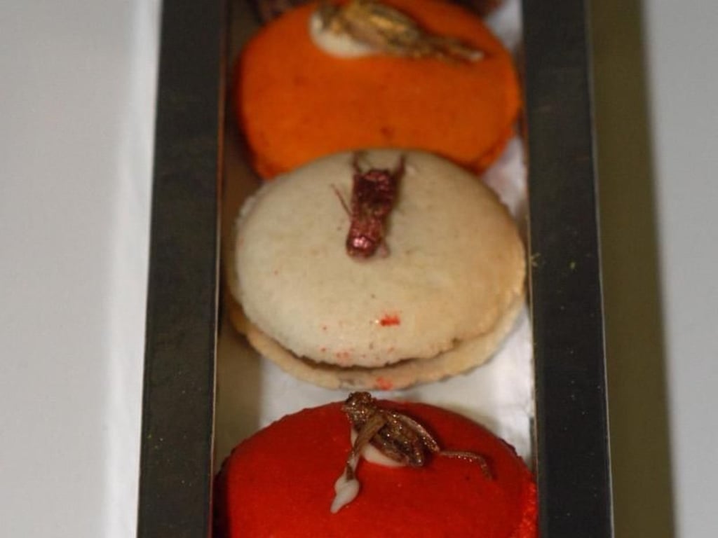Eine Box mit Macaron, die mit Grillen und Mehlwürmern dekoriert wurden. Foto: Ansgar Haase