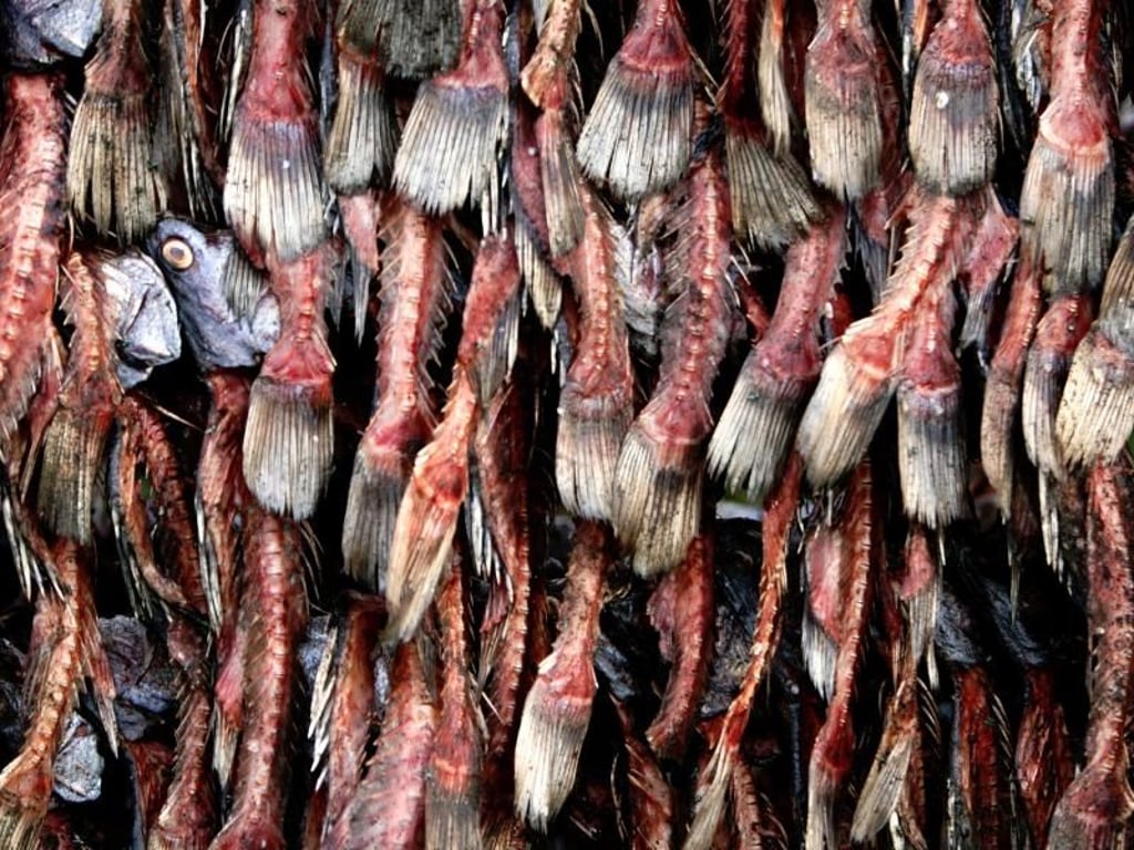 Fischreste von Fischen aus dem Viktoriasee werden in der Sonne getrocknet. Foto: Stephen Morrison, EPA