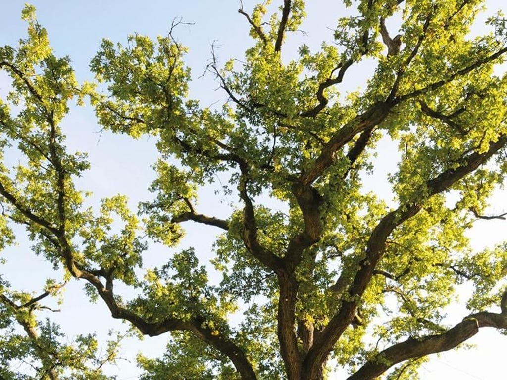 Die König-Ludwig-Eiche ist ein Ort, an dem manche eine besondere Energie spüren - andere finden ihn einfach nur schön anzuschauen. Foto: Staatl. Kurverwaltung Bad Brückenau