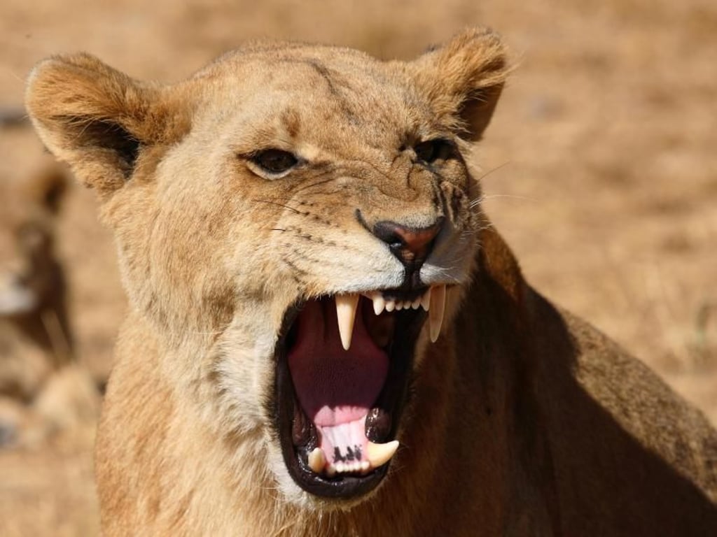 Zeig her deine Zähne: Im Mana-Pools-Nationalpark folgen die Menschen der Fährte der Löwen. Oder ist es etwa umgekehrt? Foto: Zimbabwe Tourist Office