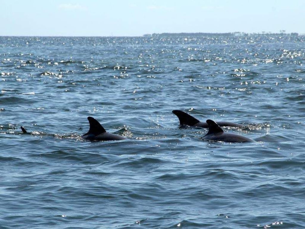 Delfine voraus! «Dolphin Tours» gibt es in Florida an jeder Ecke. Foto: Verena Wolff