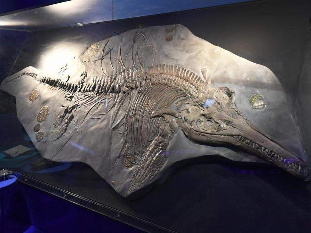 Der ungefähr 200 Millionen Jahre alte versteinerte Fischsaurier (Ichthyosaurus communis) im Landesmuseum in Hannover. Foto: Holger Hollemann