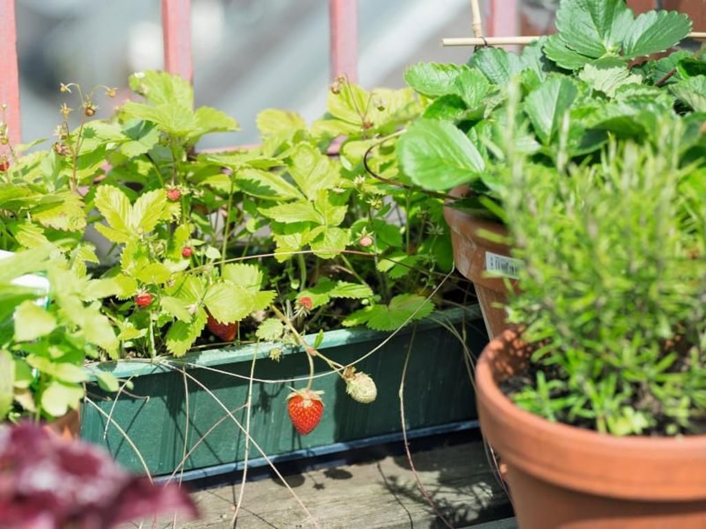 Wer auf dem Balkon Erdbeeren kultivieren möchte, sollte den Pflanzen genug Platz geben. Es empfiehlt sich für zwei Pflanzen ein 50 Zentimeter langer Kasten. Foto: Bigi Möhrle/Ulmer