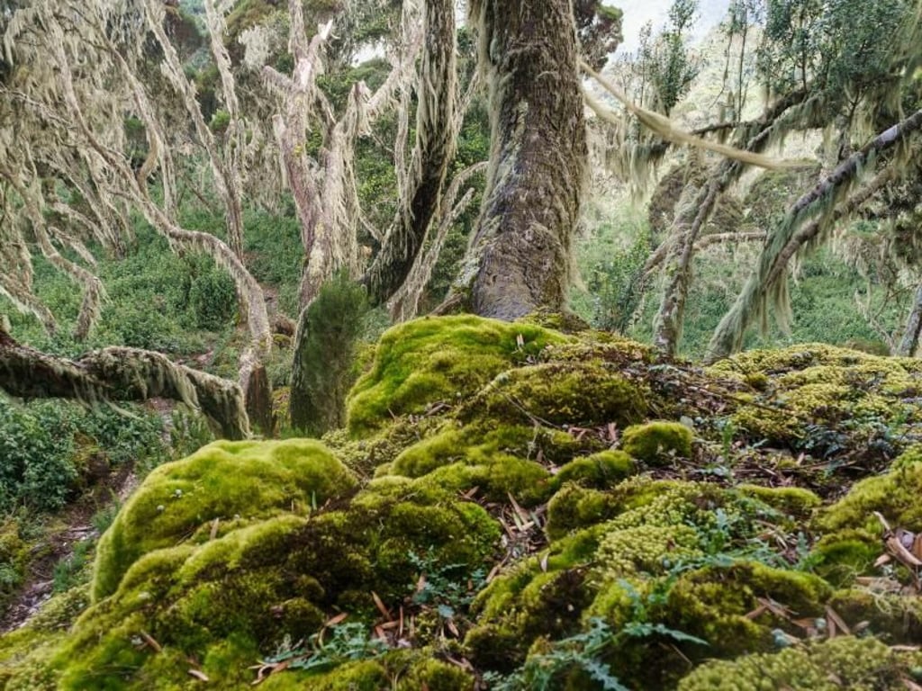 Die Vegetation im Ruwenzori-Gebirge erinnert an einen Fabelwald - die große Feuchtigkeit lässt die Pflanzen üppig sprießen. Foto: Philipp Laage