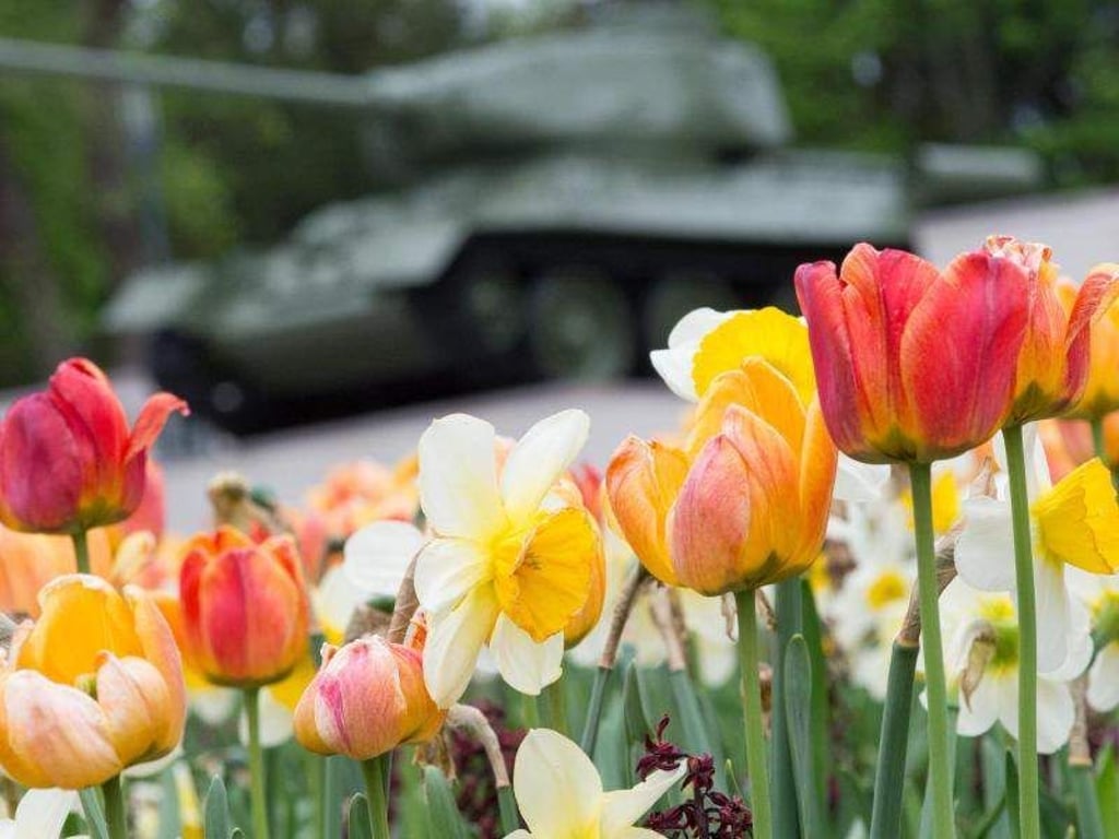 Tulpen blühen auf der Landesgartenschau Burg. Foto: Klaus-Dietmar Gabbert/Archiv