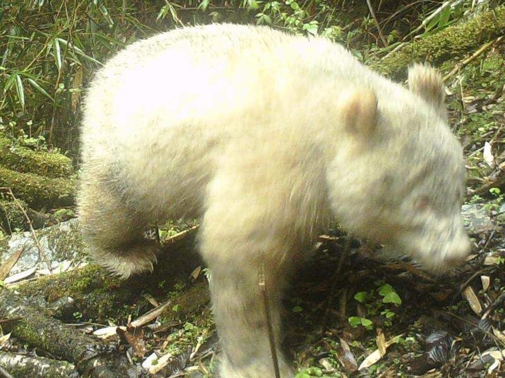 Ganz in Weiß: ein Albino-Panda in China. Foto: XinHua