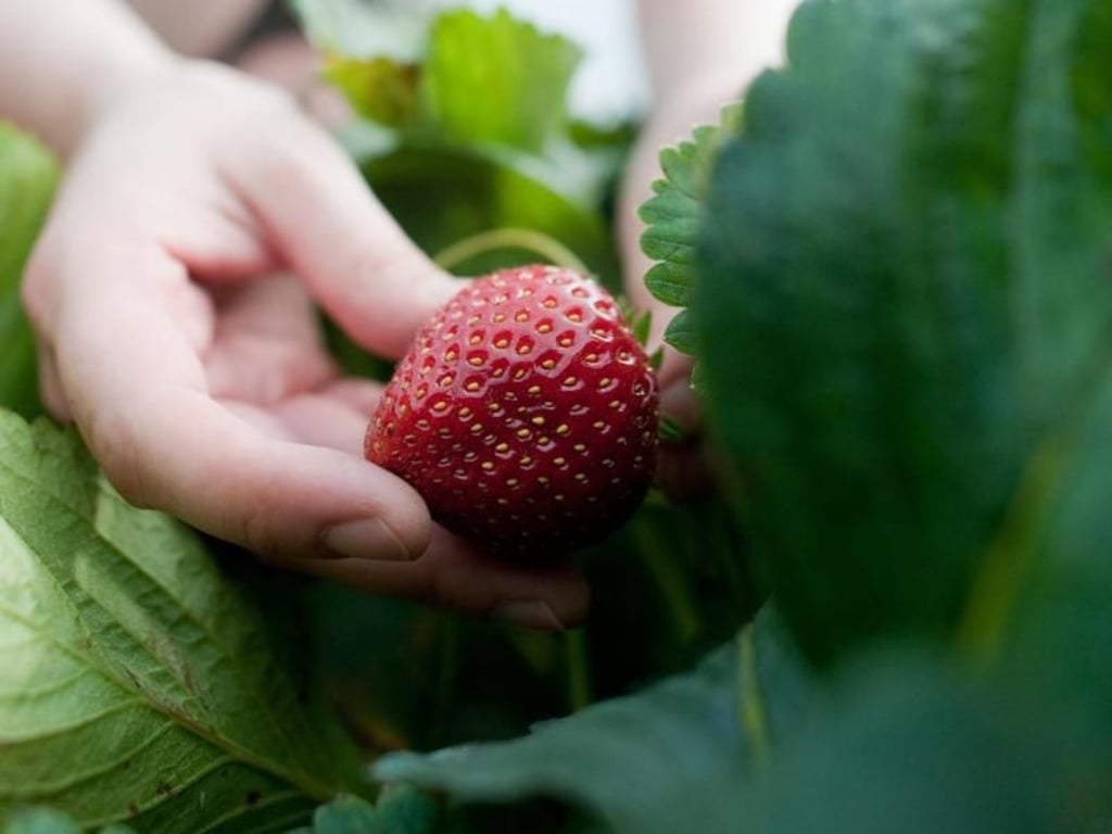 Die roten, meist zuckersüßen Erdbeeren gehören zum ersten Obst im Jahr, das wir hierzulande ernten können. Foto: Klaus-Dietmar Gabbert