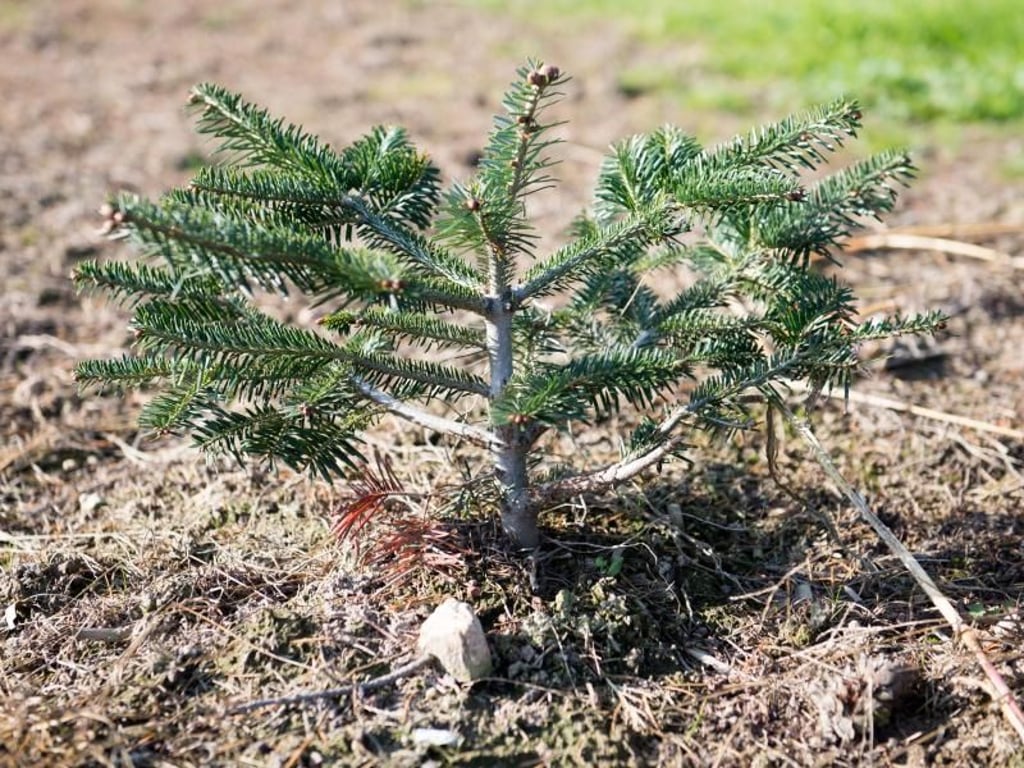 Noch ist er klein und niedlich, aber eines Tages wird diese Nordmanntanne im Garten ein prächtiger Weihnachtsbaum sein. Foto: Inga Kjer