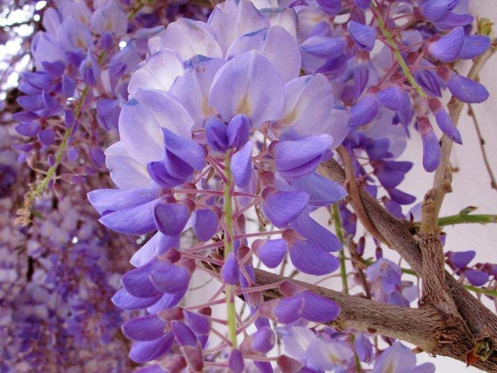 Beliebte Kletterpflanze: Der Blauregen bildet im Frühling große, blauviolette Blüten, die intensiv duften. Foto: Andrea Warnecke