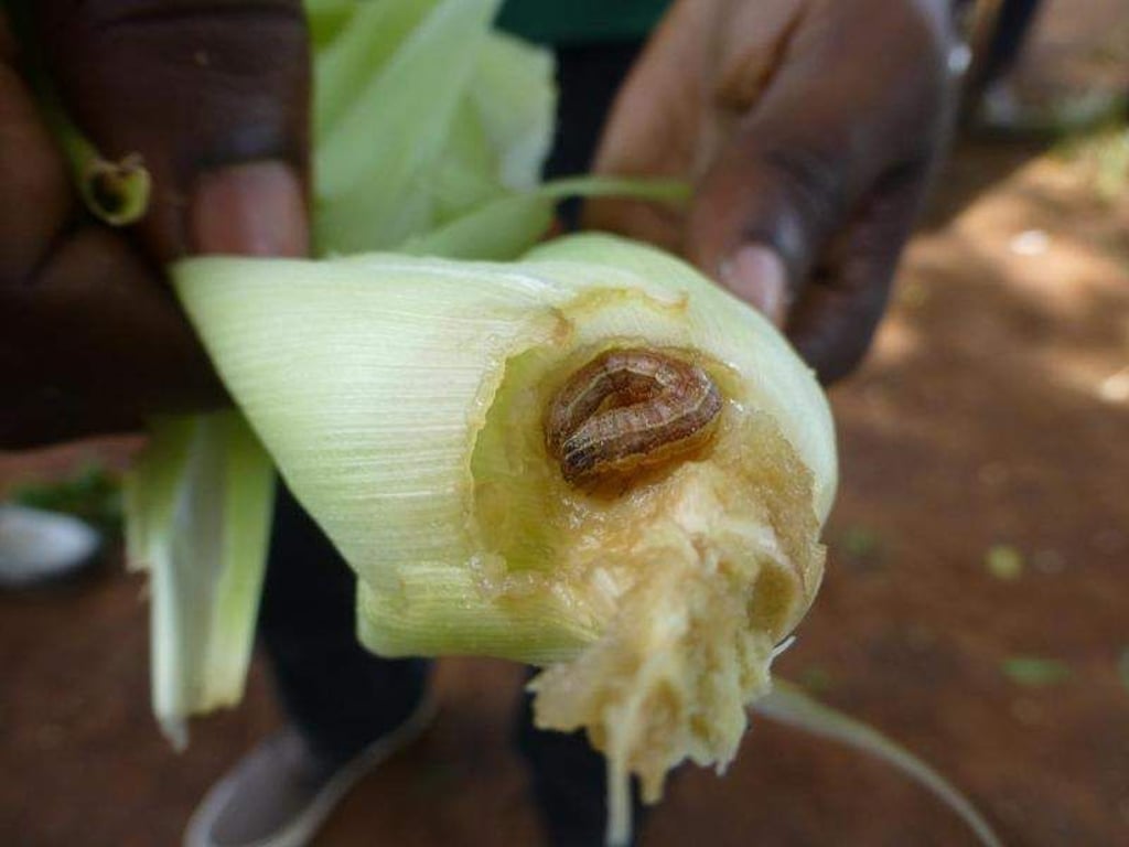 Der Herbst-Heerwurm wurde erstmals Anfang 2016 in Nigeria festgestellt. Foto: CABI