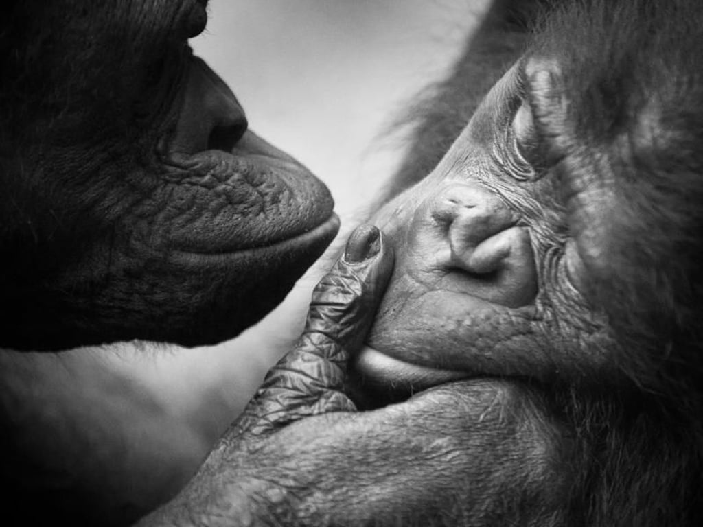 Die eine Seite hell, die andere dunkel. Dieses Bild zweier Primaten wirkt auch durch die starken Kontraste sehr lebendig. Foto: Rolf Walther