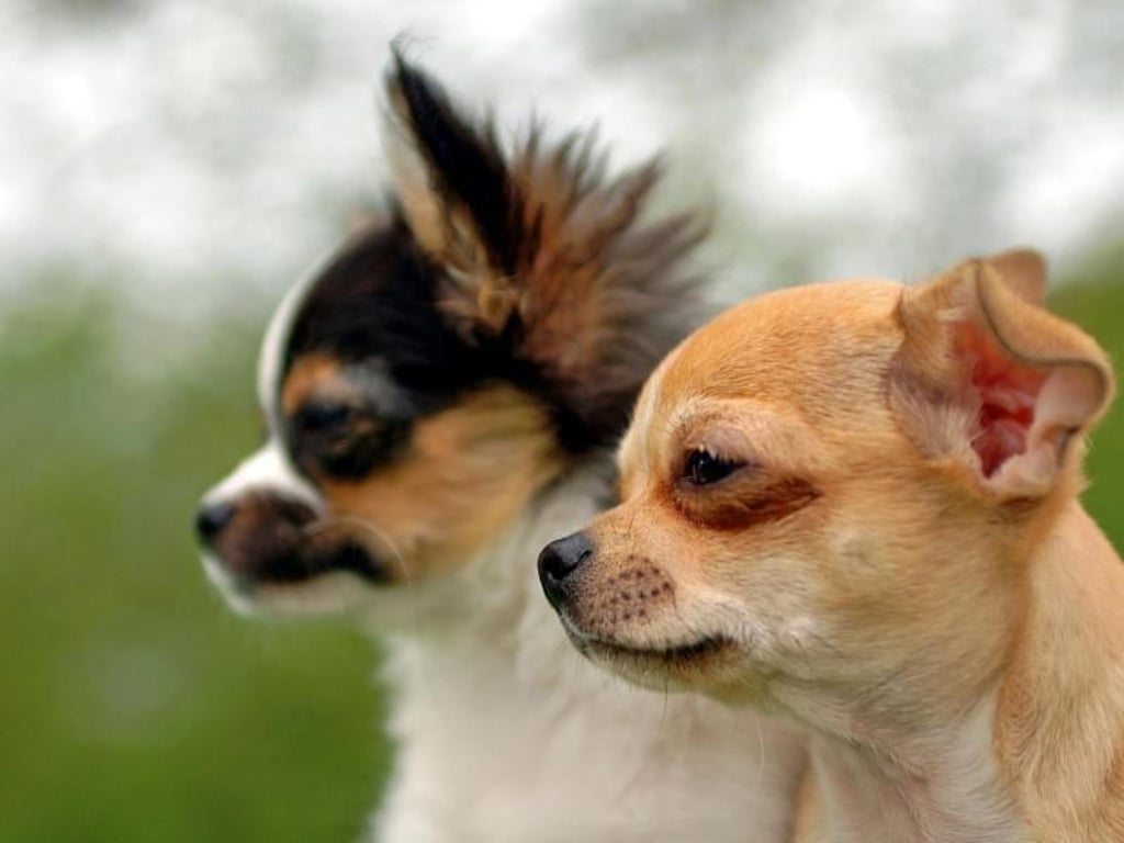 Kleiner Hund, große Persönlichkeit: Chihuahuas sind gerne unterwegs und überall mit dabei - sie müssen aber ernst genommen werden. Foto: Jens Schierenbeck