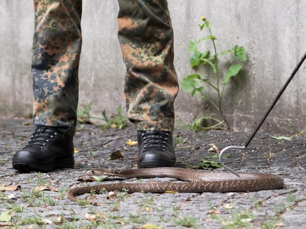 Bundeswehrsoldaten lernen in der Auffangstation für Reptilien den Umgang mit Giftschlangen. Dabei wichtig: Ruhig bleiben! Foto: Alexander Heinl