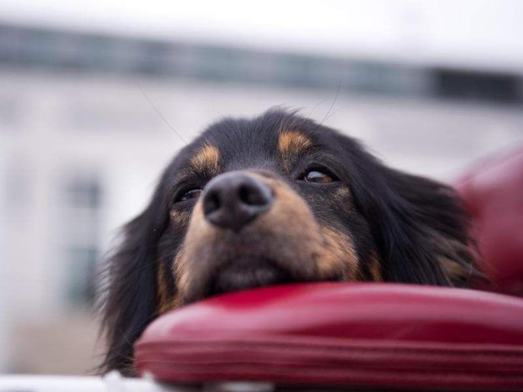 Vermuten Halter bei ihrem Hund Epilepsie, sollten sie sich möglichst schnell in einer Tierklink Rat holen. Foto: Daniel Naupold/Symbolbild