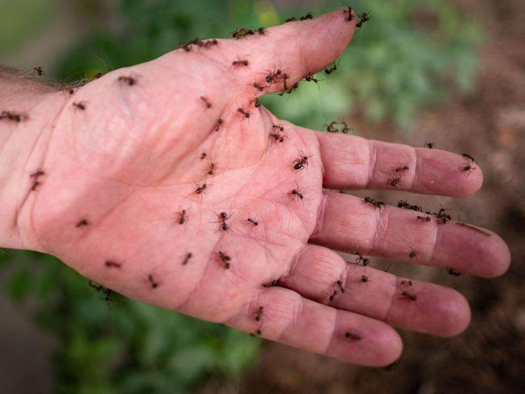 Auch solche roten Waldameisen sollen durch die Arbeit von Ehrenamtlichen mehr Schutz erfahren. Foto: Peter Steffen