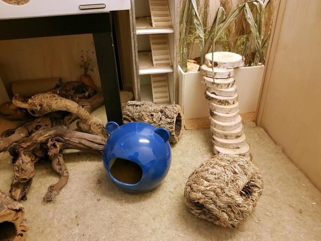Aus verschiedensten Materialien kann man für die Nager einen Auslauf gestalten. Foto: Tina Langen