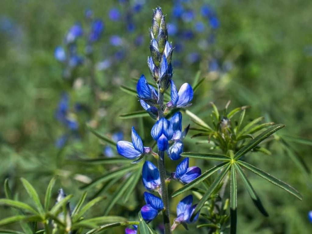 Aus den Samen der Blauen Süßlupine werden heute Nahrungsmittel hergestellt. Foto: Jens Büttner/dpa-Zentralbild/dpa-tmn