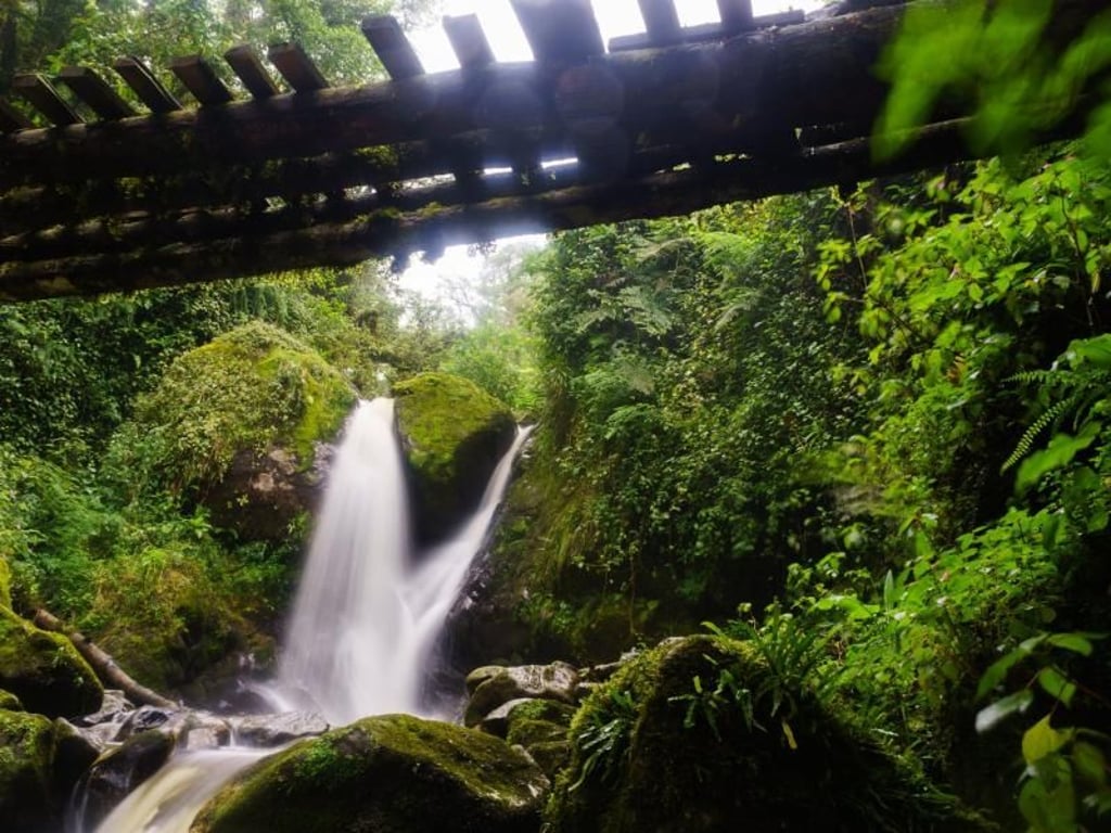 Wasser ist im Ruwenzori-Gebirge allgegenwärtig - in Form von Flüssen, Bächen und Tümpeln, oft jedoch auch als Regen. Foto: Philipp Laage