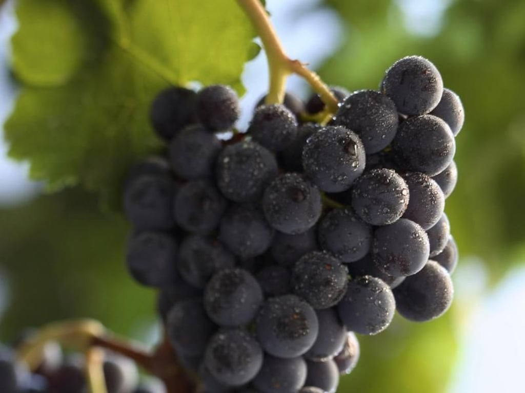 Welche Traube steckt im Wein? Nicht jedem Weintrinker ist bewusst, dass er eine Cuvée trinkt - einen Verschnitt verschiedener Rebsorten. Foto: Deutsches Weininstitut/www.deutscheweine.de