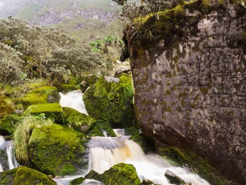 Wilder Bach entlang des Weges zum Bugata Camp - neblig und verwunschen sieht die Natur im Ruwenzori aus. Foto: Philipp Laage
