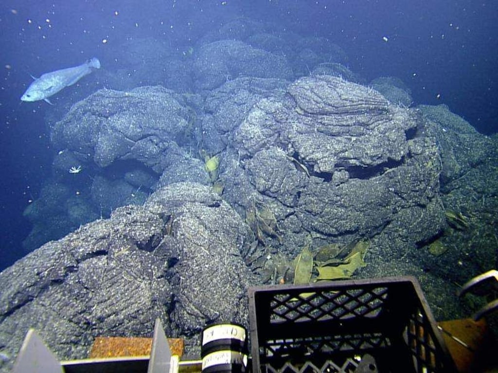 Eier von Galápagos-Rochen bei einer vulkanischen Quelle, aufgenommen von einem kabelgeführten Unterwasserfahrzeug Hercules ROV. Foto: Salinas-de-León et al./Ocean Exploration Trust