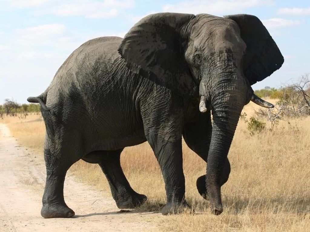 Sehenswürdigkeit auf vier Beinen: Im Nationalpark Mana Pools in Simbabwe haben Elefanten auf der Straße natürlich Vorfahrt. Foto: Zimbabwe Tourist Office