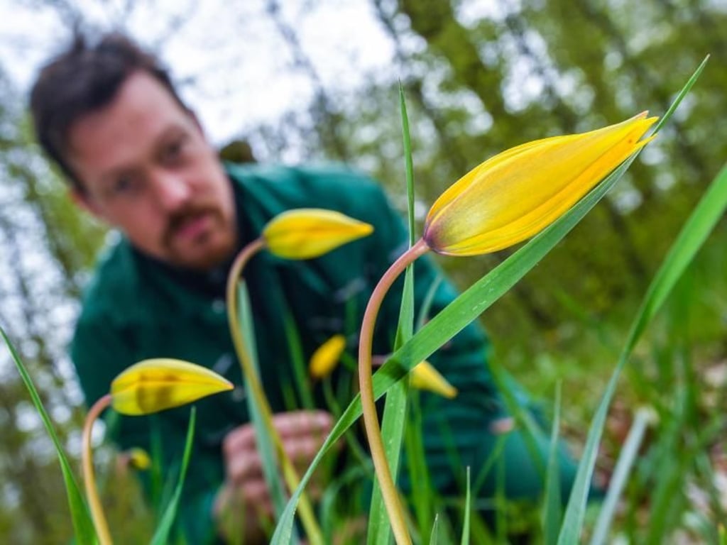 Gärtnermeister Ralf Mainz im Klostergarten in Neuzelle (Brandenburg). Foto: Patrick Pleul