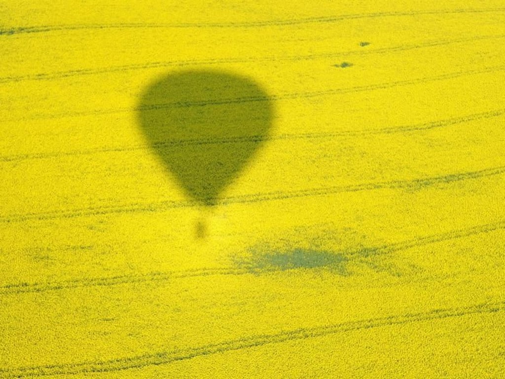 Der Schatten eines Heißluftballons ist westlich von Kiel auf einem Feld mit blühendem Raps zu sehen. Foto: Carsten Rehder