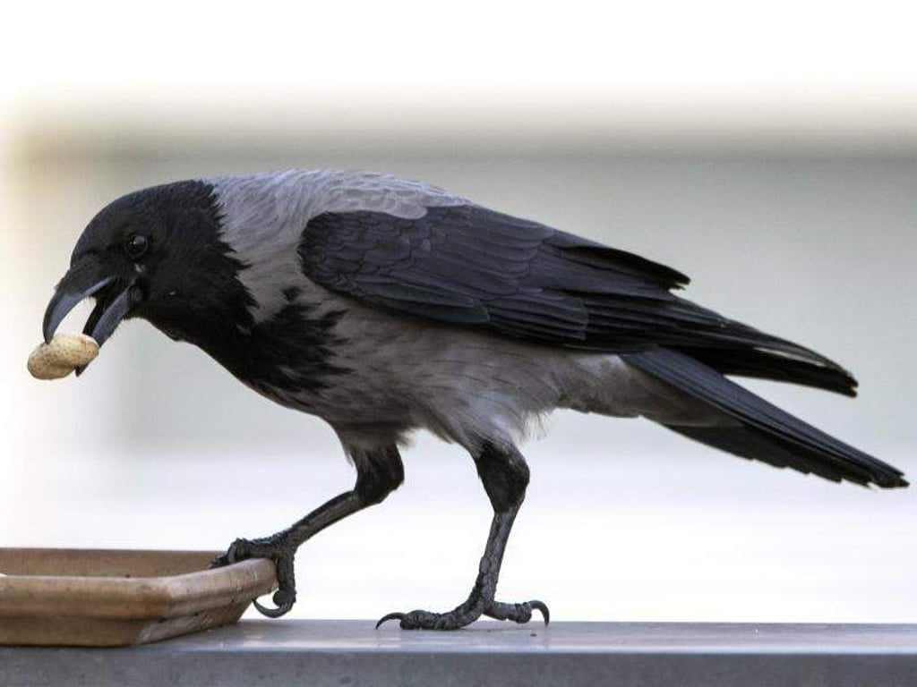 Die schwarz-graue Nebelkrähe (Corvus corone cornix) trifft man vor allem östlich der Elbe. Füttern muss man sie auch im Winter nicht, die Tiere finden von allein genug Futter. Foto: Soeren Stache