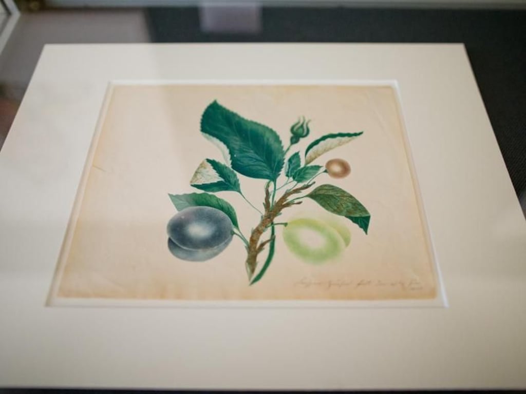 Eine Studie zu Pflaumen, Rosenknospe und Kirsche von Kaspar Hauser (1833). Foto: Daniel Karmann