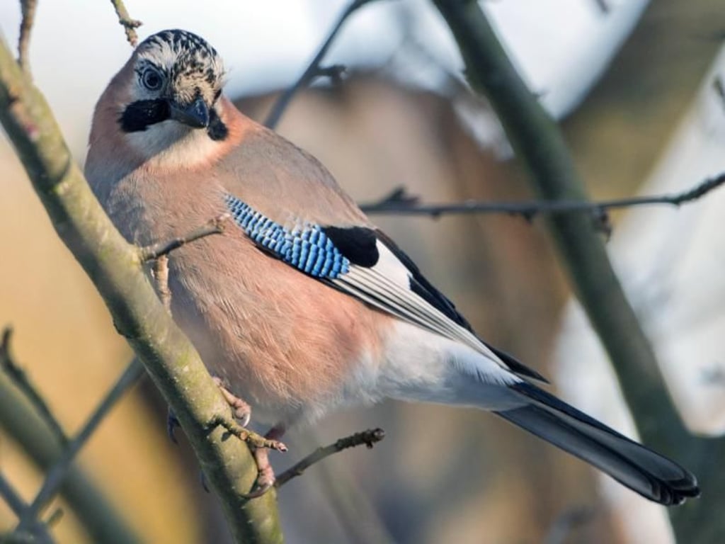 Den Eichelhäher (Garrulus glandarius) erkennt man an seinen blau gefärbten Flügelfedern. Ihn sieht man immer häufiger auch in Dörfern und Städten. Foto: Tim Brakemeier