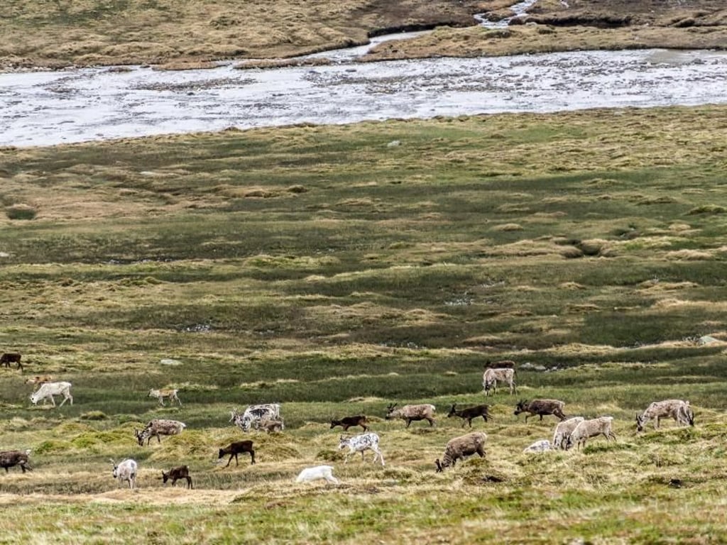 Verdiente Belohnung: Am letzten Tag der Wanderung durch die Region Trollheimen zeigen sich in einem weiten Tal mehrere Rentiere. Foto: Philipp Laage