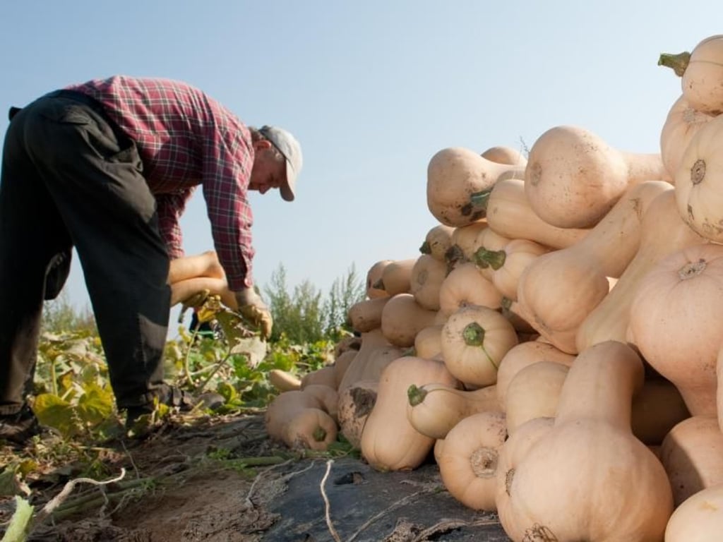 Butternutkürbisse sind birnenförmig. Man kann ihn füllen oder braten. Foto: Klaus-Dietmar Gabbert