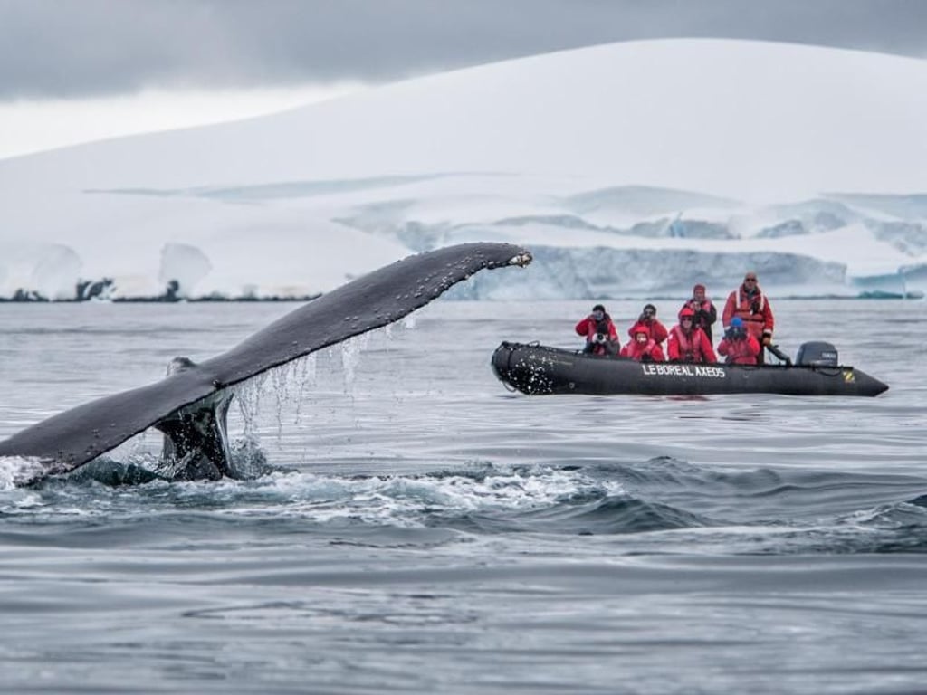 Ganz nah am Wal: Mit Zodiacs gehen die Passagiere von Expeditionskreuzfahrten wie hier bei Ponant auf Erkundungstouren. Foto: Ponant Yachtkreuzfahrten