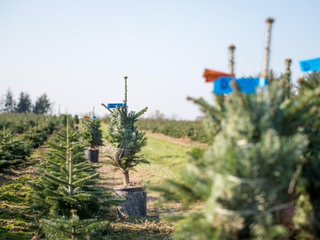Die Nordmanntanne ist mit Abstand die beliebteste Baumgattung, die zum Fest als Weihnachtsbaum verwendet wird. Foto: Inga Kjer