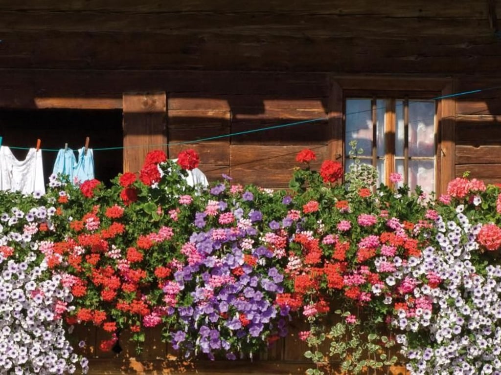 Farbenfrohe Pracht in Alpbach: Alle Häuser werden nach einer strengen Bauart aus dem Jahr 1953 errichtet. Foto: Alpbachtal Seenland Tourismus