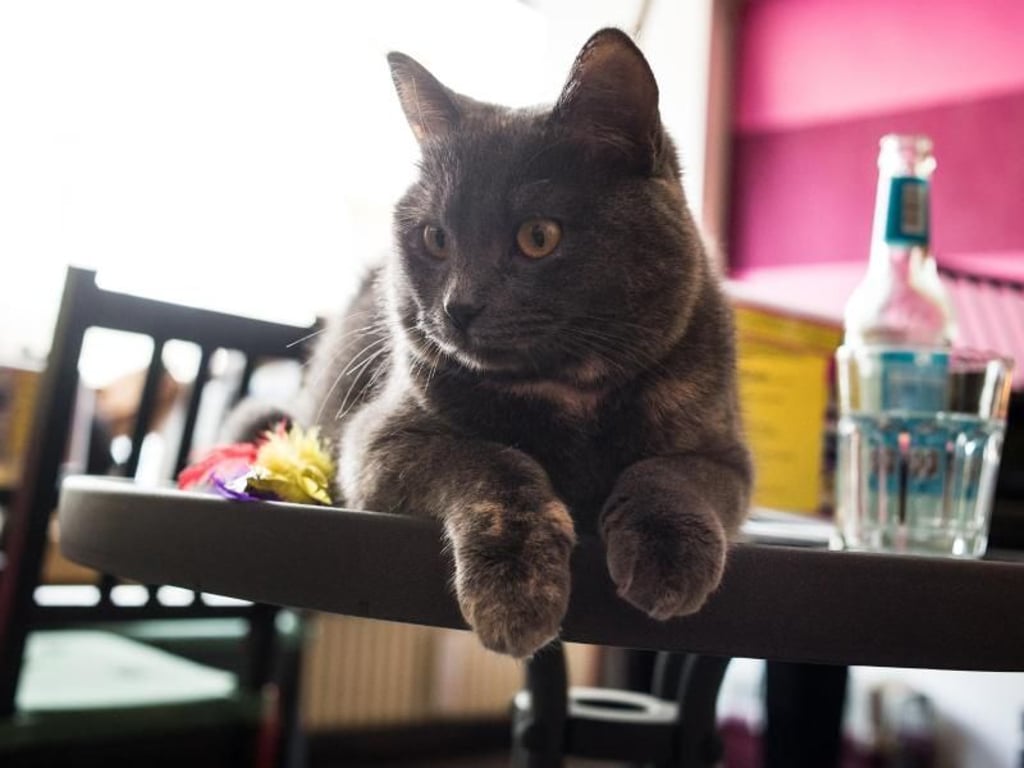 Das Wohl der Katzen steht an erster Stelle. Wenn ein Vierbeiner es sich irgendwo gemütlich gemacht hat, wird er nicht von seinem Platz vertrieben. Foto:Franziska Gabbert/dpa-tmn