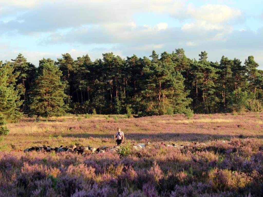 Die Lüneburger Heide steht derzeit in voller Blüte. Aufgrund der guten Witterung blühen die Pflanzen in diesem Jahr besonders kräftig. Foto: Lüneburger Heide GmbH