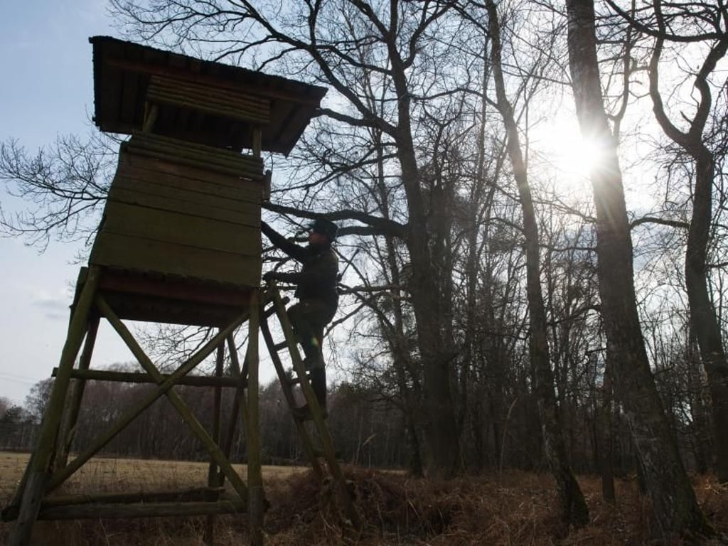 Auf der Leiter zum Hochstand: Der angehende Revierförster in seinem Wald in Uenze in Brandenburg. Foto: Klaus-Dietmar Gabbert/dpa