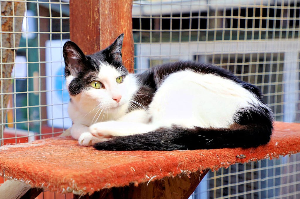 Diese Samtpfote aus dem Katzenhaus des Tierschutzvereins Halberstadt sucht ein neues Zuhause.