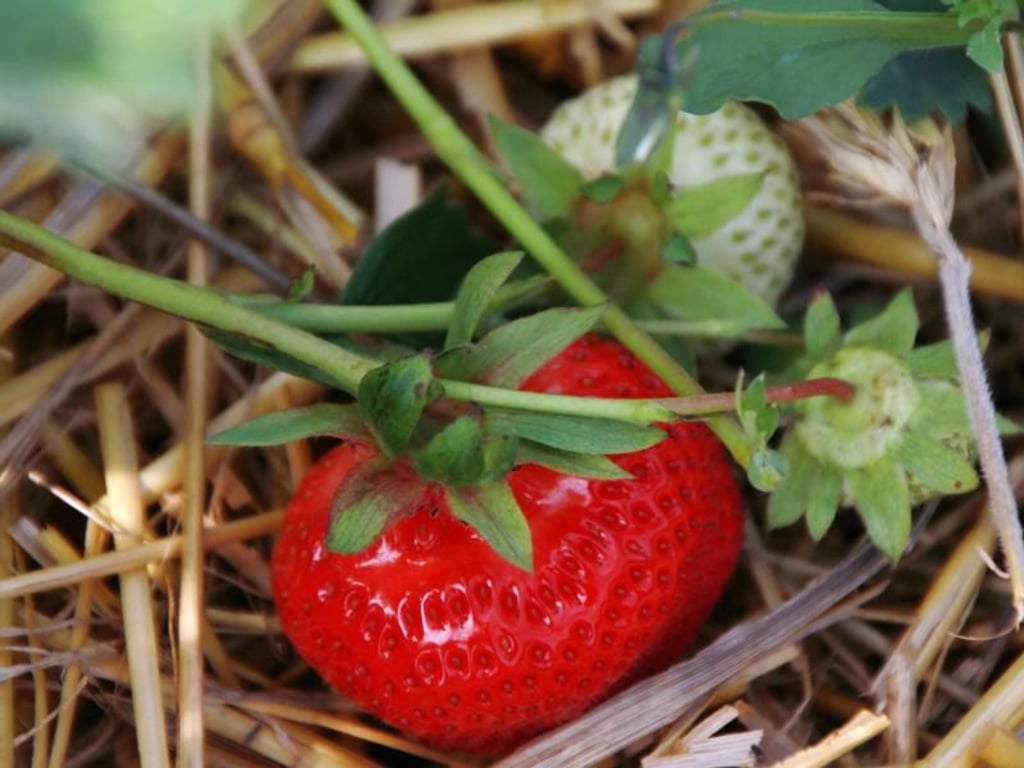 Erdbeeren sollten mit Stroh auf dem Boden vor Feuchtigkeit und Pilzbefall geschützt werden. Foto: Nestor Bachmann