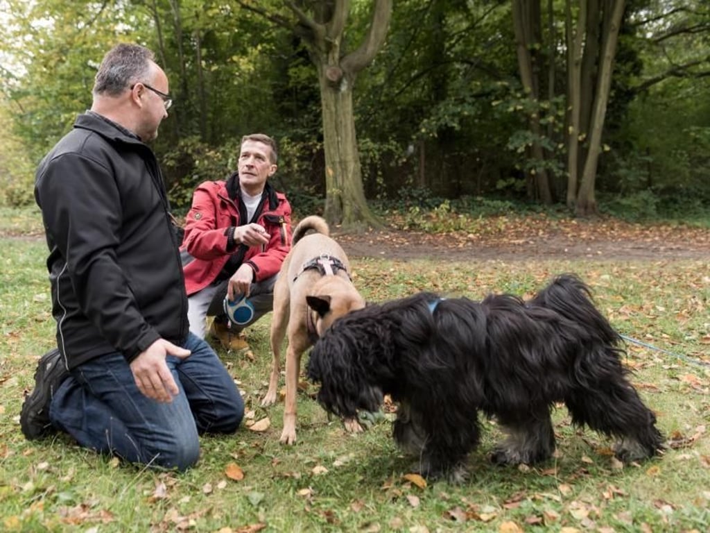 Bei der Arbeit eines Hundepsychologen geht es nicht darum, das Tier zu erziehen - die Seele des Hundes steht im Mittelpunkt. Foto: Alexander Heinl/dpa