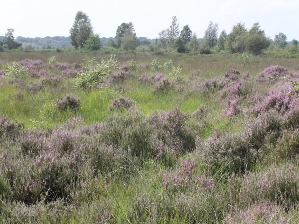 Die Heide im Zwillbrocker Venn sorgt im August für ein farbenprächtiges Bild. Foto: Bernd F. Meier