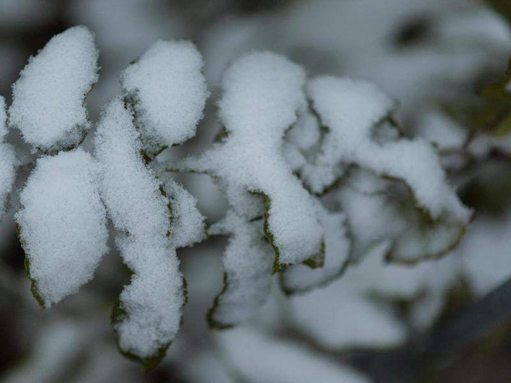 Neuschnee liegt auf Blättern. Foto: Patrick Seeger/Archiv