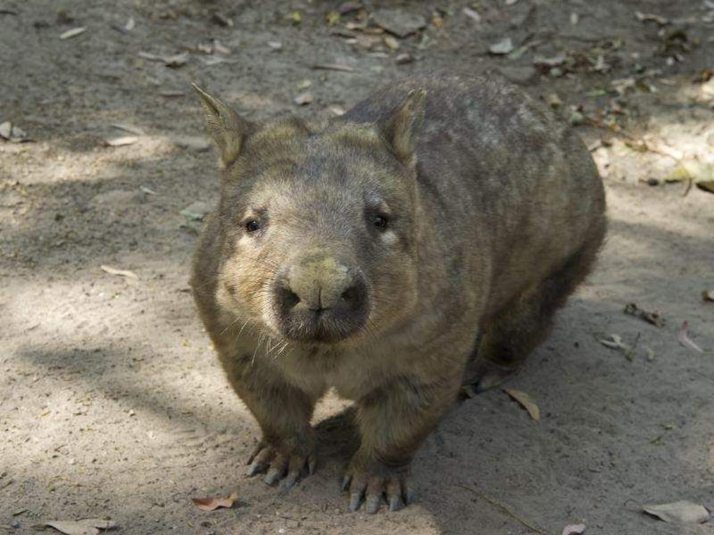 Ein Wombat im Currumbin Wildpark an der Gold Coast. Foto: Dave Hunt/AAP